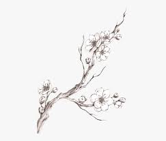 In this lesson, we're going to learn how to draw a. Clip Art How To Draw A Cherry Blossom Drawing Cherry Blossom Branch Free Transparent Clipart Clipartkey