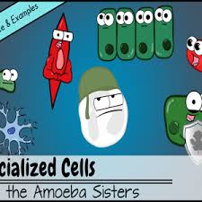 Check spelling or type a new query. Specialized Cells Significance And Examples Youtube