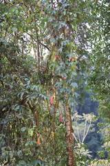 Image result for Coccinia mildbraedii