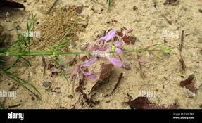 Image result for Cleome hirta