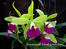 Orchid Farm Suanjairak Orchid Growth By Heart Orchids Cattleya Farm