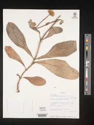 Image result for Hypericophyllum compositarum