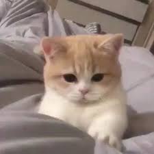 Kedi Aski Baskadir Icin 200 Fikir 2020 Kedi Yavru Kediler Sevimli Kediler