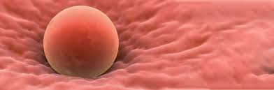 Learn how egg donors are paid when donating to myeggbank. Egg Bank In Jacksonville Fl First Egg Bank In U S Donor Egg Bank Embryo