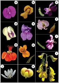 Image result for Macropsychanthus