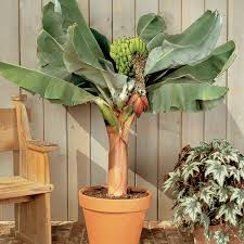 Three banana plants turn into 8. Dwarf Cavendish Banana Tree Plantingtree