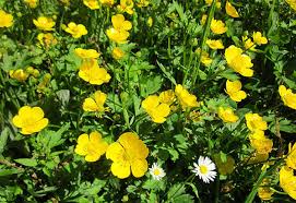 Check spelling or type a new query. Buttercup Flower Meaning Types And Gardening Environmental Earth