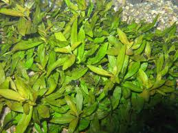 Image result for Hygrophila cataractae