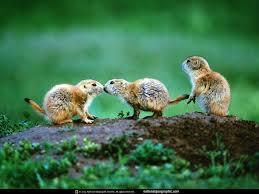 National Geographic Animals National Geographic Wallpaper National Geographic Images
