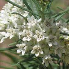 Image result for Marsdenia cynanchoides