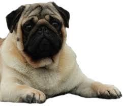 Come prendersi cura del carlino o pug? Allevamento Capriccididama