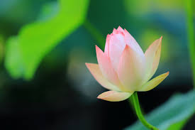 仏像が蓮の花に座っているのはなぜ 仏教と蓮華の関係 Riyak