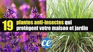 We did not find results for: 19 Plantes Anti Insectes Qui Protegent Naturellement Votre Maison Jardin