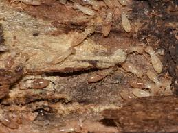 Proudly serving pensacola and the surrounding areas. Pin By Drake Lawn Pest Control On Termites Termite Control Termites Termites Diy