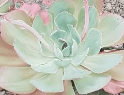 We did not find results for: Echeveria Powder Blue Care Guide With Pictures Succulents Network