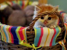 Cats é inspirado em um musical. 210 Videos Youtube Cats Kittens Cats Kittens Cutest
