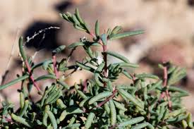 Image result for Suaeda