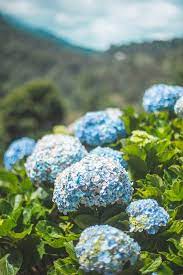 Blue sky 01 hd images. 90 000 Best Blue Flowers Photos 100 Free Download Pexels Stock Photos