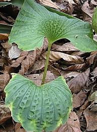 Image result for Schizochilus lepidus