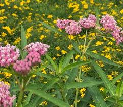Image result for Asclepias schumanniana