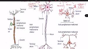 Cns terdiri daripada otak dan saraf tunjang. Biologi Tingkatan 5 Bab 3 Jenis Neuron Part2 Youtube
