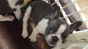 They are well trained and lovely to be with and. Palm Beach County Looks To Boost Enforcement Of Puppy Mill Law South Florida Sun Sentinel South Florida Sun Sentinel