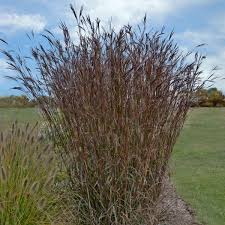 Image result for Andropogon lima