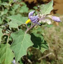 Image result for Solanum anguivi