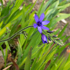 Image result for Babiana