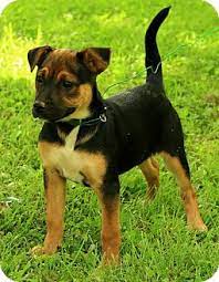 Check spelling or type a new query. Staunton Va German Shepherd Dog Meet Madison A Pet For Adoption