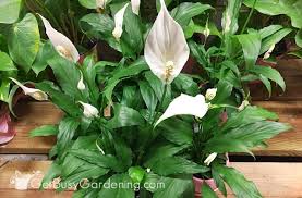 Best indoor flowers low light. 20 Fantastic Low Light Indoor Plants Houseplants That Love The Dark