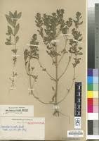 Image result for Stemodia serrata