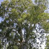 Image result for Eucalyptus camaldulensis