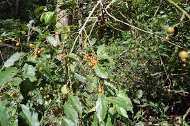Image result for Aporrhiza paniculata