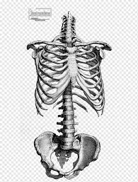 It is composed of many different types of cells that together create tissues and subsequently organ systems. Anatomy Drawing Human Skeleton Vertebral Column Bone Skull Heart Monochrome Head Png Pngwing