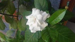 Gardenia Flower In Kannada Best Flower Wallpaper