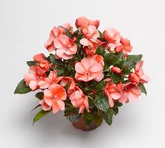 E il colore dell fiori sono bello.5. Piante Da Appartamento Con Fiori Piante Da Interno Piante Con Fiori Da Interno