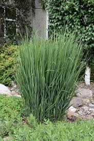 Image result for Panicum novemnerve
