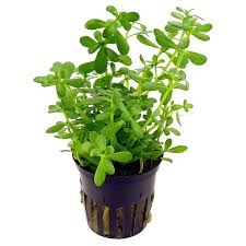 Image result for Bacopa monnieri