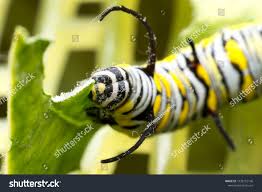 worm caterpillar common tiger danaus genutia stock photo