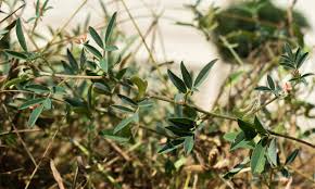 Image result for Indigofera hochstetteri