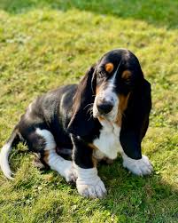 Image result for basset hound