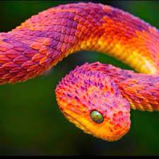 Colorful Snake Animals Pinterest Pretty Snakes African Bush Viper Nature Animals