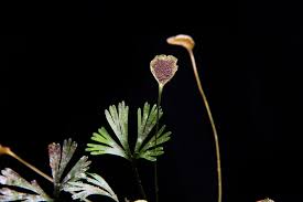 Image result for Elaphoglossum