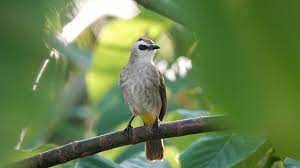 Mitos Memelihara Burung Trucukan