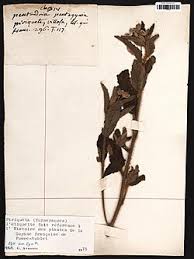 Image result for Afroqueta capensis