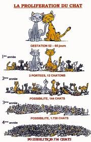 Proliferation Chat Recherche Google