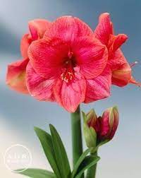 Tulipa Triumph Saigon Tulip From Adr Bulbs Flora Flowers Amaryllis Flowers Bulb Flowers