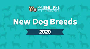 Pet insurance offers the potential of $7 billion more in veterinary spending annually, new avma study finds. New Purebred And Cross Breed Dogs Of 2019 Prudent Pet Insurance