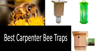 The physical appearance of carpenter bees look very similar to bumble bee. Top 3 Carpenter Bee Traps Best Wooden Traps How To Get Rid Quickly